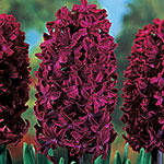 Colourful Hyacinth Collection