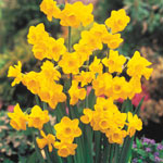 Naturalizing Daffodils
