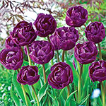 Peony-Flowering Tulip Collection