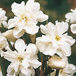 Rose of May Daffodil
