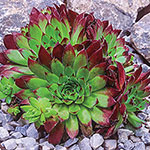 Hens & Chicks Collection