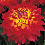 Ultimate Dinnerplate Dahlia Collection