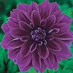 Ultimate Dinnerplate Dahlia Collection