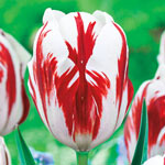 Grand Perfection Tulip