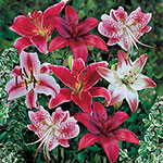 Other Lilies