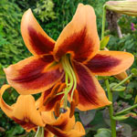 Great Expectations Lily Tree ® Collection
