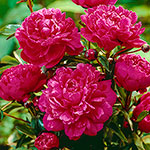 For the South/Heat-Resistant Peonies