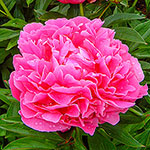 All Weather Peonies