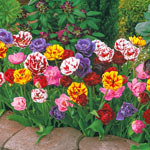 Peony-Flowering Tulip Mixture