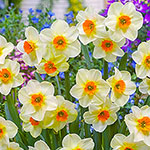 Beautiful Eyes Daffodil