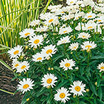 Breck's® Butterfly Cottage Garden Collection