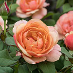 State of Grace™ Grandiflora Rose