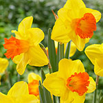 Orange Progress Daffodil