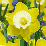 Green Garden Daffodil
