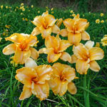 Colonel Mustard Reblooming Daylily