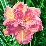 Candlelight Dinner Reblooming Daylily