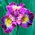 How Audacious Siberian Iris