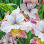 Sugar Rush Siberian Iris