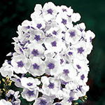 Tall Phlox Collection