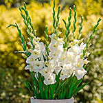 Glamini® Gladiolus Collection