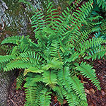 Hardy Fern Collection