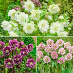 Double-Flowered WOW!® Hellebore Collection