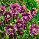 Double-Flowered Wow!® Hellebore Collection