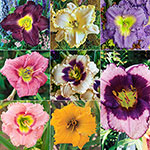 Ruffled Daylily Collection