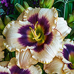 Ruffled Daylily Collection