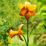 Daffodil Garden Stakes