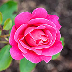 Pink Peace Hybrid Tea Rose