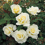 White LicoriceTM Floribunda Rose 