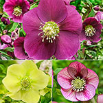 Single-Flowered Wow!® Hellebore Collection