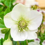 Single-Flowered WOW!® Hellebore Collection
