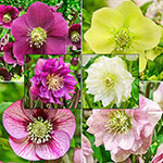 Living Legacy Wow!® Hellebore Collection