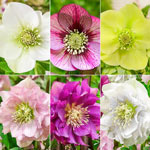 Living Legacy WOW!® Hellebore Collection
