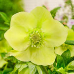 Living Legacy WOW!® Hellebore Collection