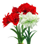 Full and Lush Double Amaryllis Collection