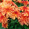 Patio Dahlias