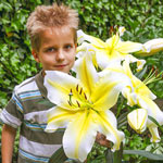 Conca d'Or Lily Tree®