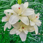 Annemarie's Dream Double Asiatic Lily