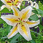 Gold Band Oriental lily