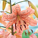 Pink Giant Tiger Lily