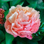 Peony Planting and Growing Tips