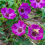 Jolly Jewel® Lilac Geranium