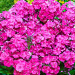 Bambini® Reblooming Dwarf Phlox