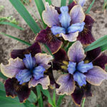 Black Joker Siberian Iris