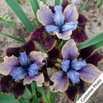 Black Joker Siberian Iris