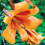 Summerlong Lily Collection