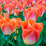 Lava Dynasty Tulip
